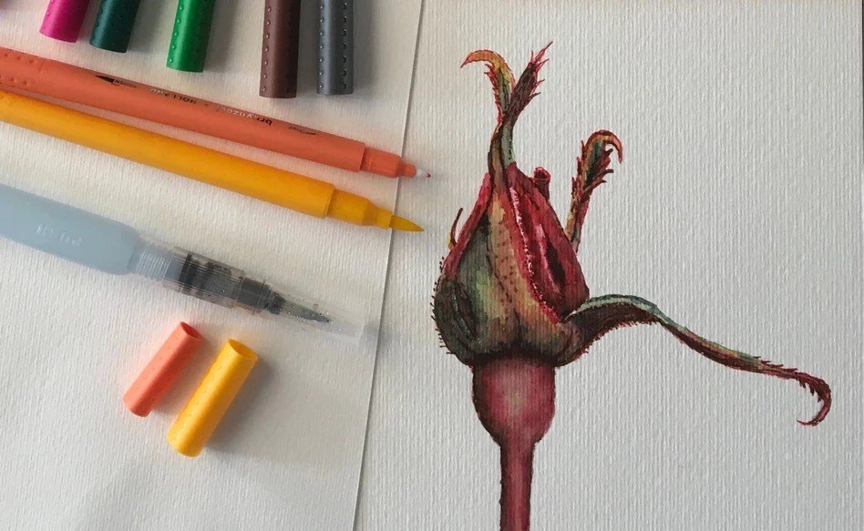 Rose drawing - Royal Talens